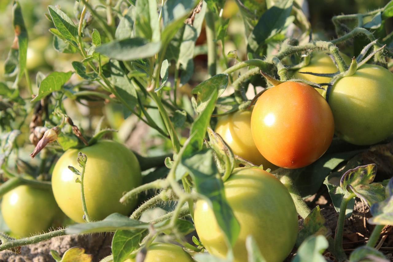 El Dikka Agri * ‘Izbat an Nāmūs